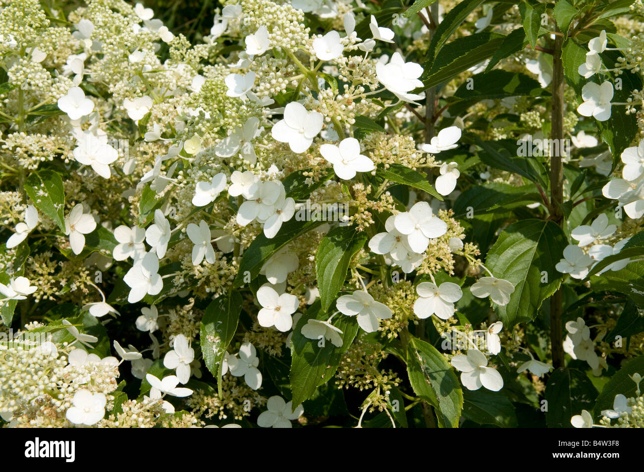 Hydrangea paniculata 'Kyushu' Banque D'Images