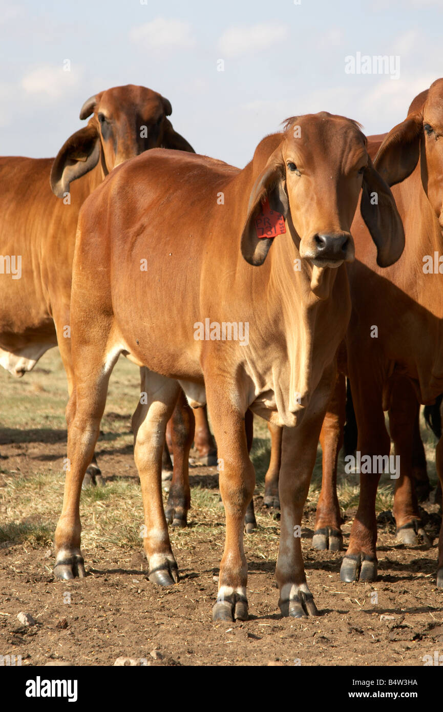 Bétail de Brahman rouge sur une ferme en Afrique du Sud Banque D'Images