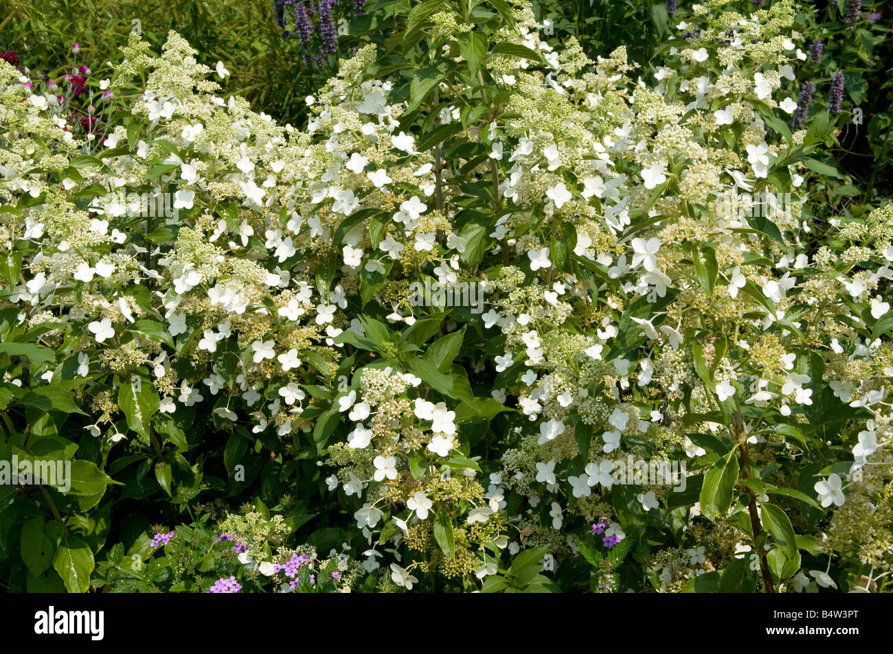 Hydrangea paniculata 'Kyushu' Banque D'Images