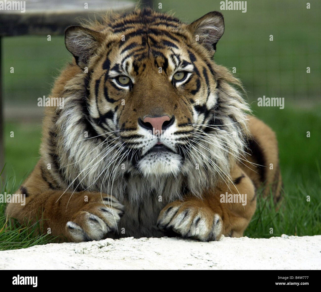 Born Free Foundation disposent d 2002 Amanda Holden actrice et Tigre Patron campagne aide à déplacer de l'tigres nés libres sanctuaire dans Fakenham Kent à nouveau domicile dans le parc national de Bannerghatta le Sud de l'Inde 4 ans Rocque à la naissance de sanctuaire dans le Kent Banque D'Images