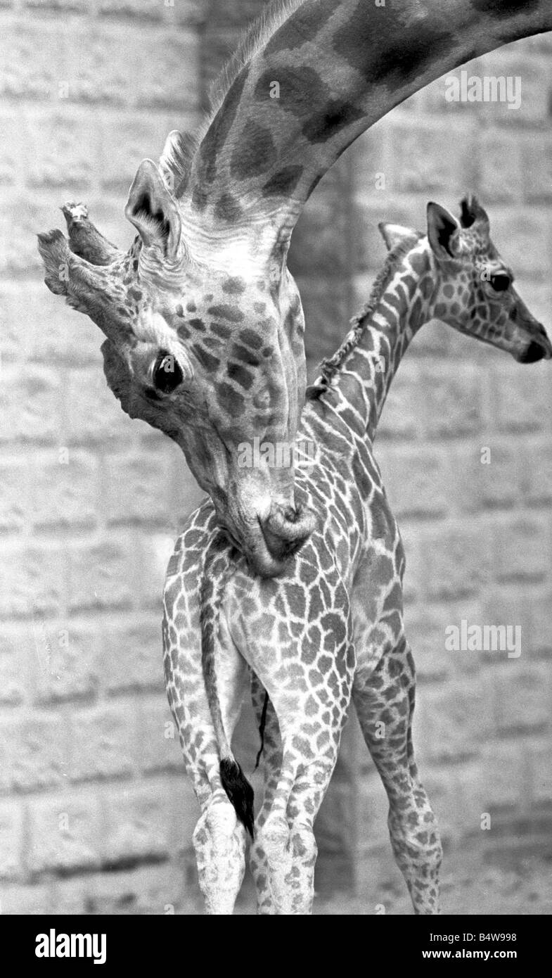 Mère et bébé girafe appréciant chaque autres société au zoo de Twycross, Warwickshire. &# 13 ;&# 10;14 Juin 1984 Banque D'Images