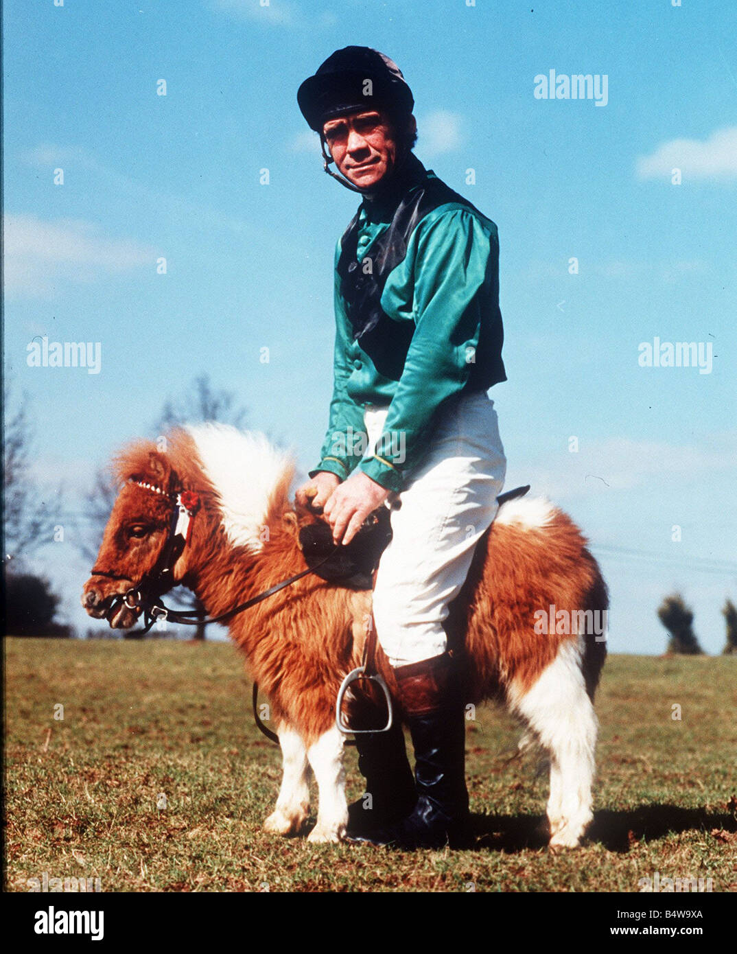 Un cheval Falabella essaie d'un jockey de taille en raison de leur taille Falabellas ne pourrait jamais être monté même si elles sont petites mais parfaites miniatures de leurs cousines plus Banque D'Images