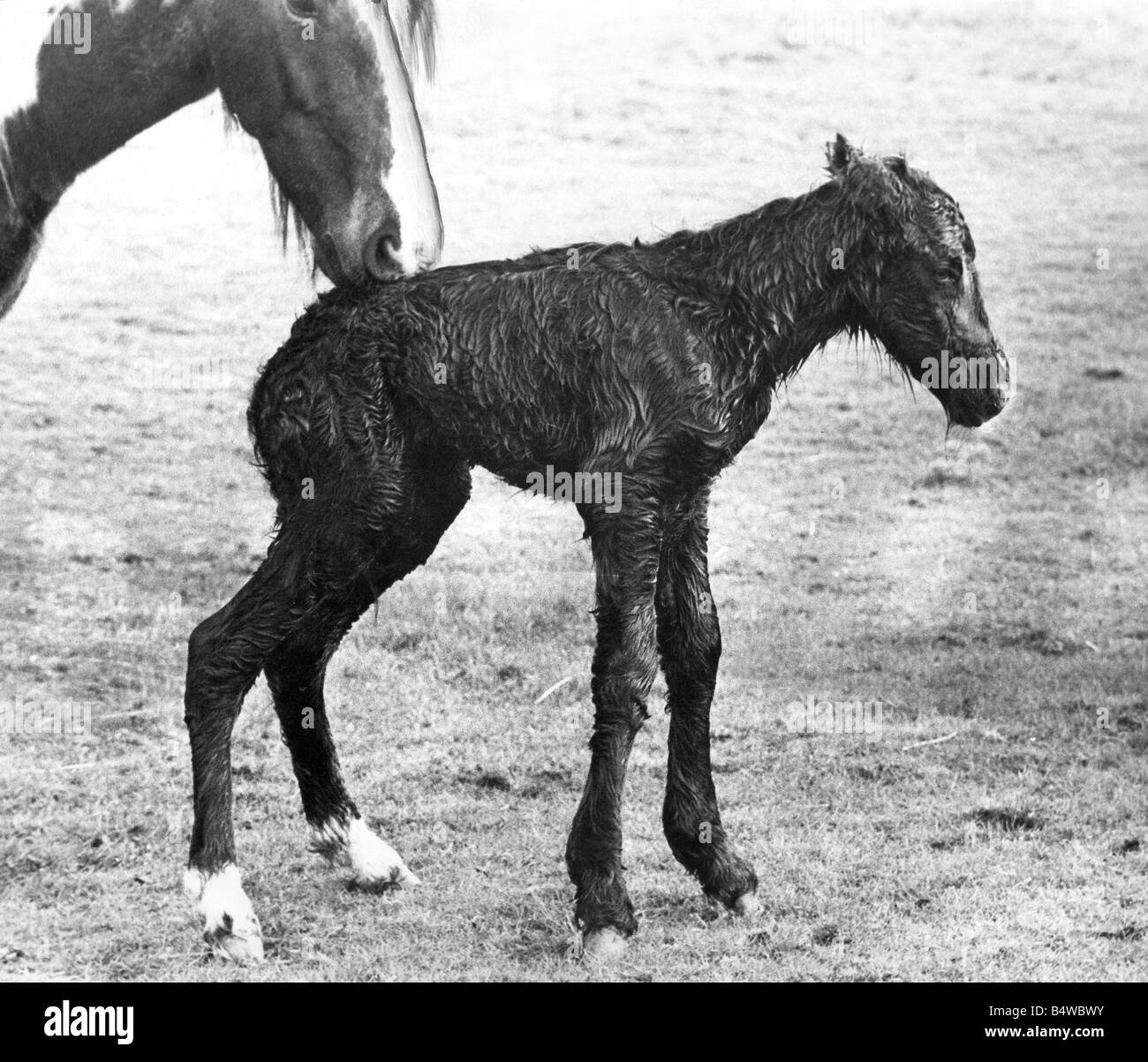 Avec sa mère en présence le minutes old poulain parvient à se lever et fait ses premiers pas chancelants Banque D'Images