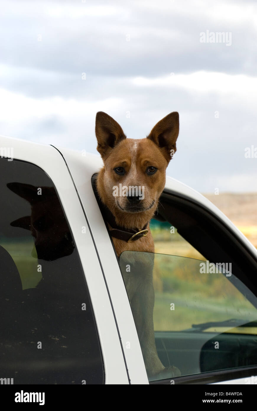 Australian Cattle Dog dans une voiture. Banque D'Images