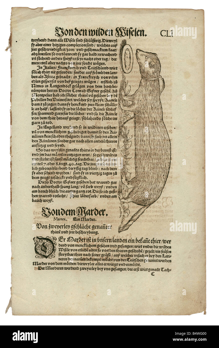Zoologie / animaux, manuels, 'Historia animalium', par Conrad Gessner, Zurich, Suisse, 1551 - 1558, weasel (Mustela), coupe de bois, Banque D'Images