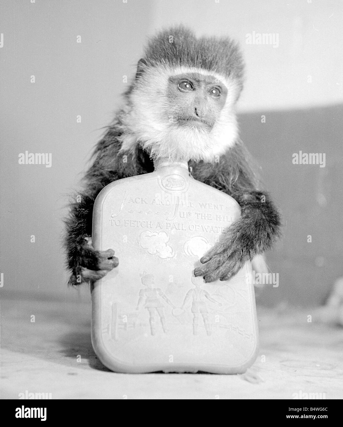 Jimmy le singe après avoir reçu son cadeau de Noël idéal une bouteille d'eau chaude&# 13 ;&# 10;Décembre 1952&# 13 ;&# 10;Neg No C5728 Banque D'Images