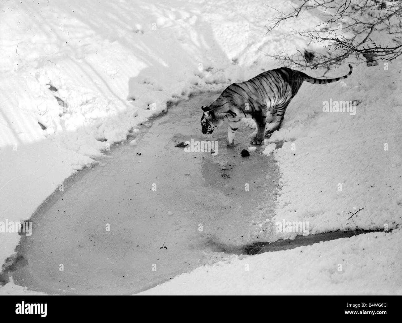 Tiger à Whipsade inspecter zoo leur enceinte à la suite d'une averse de neige.&# 13 ;&# 10;Décembre 1952&# 13 ;&# 10;Neg No C5921 Banque D'Images
