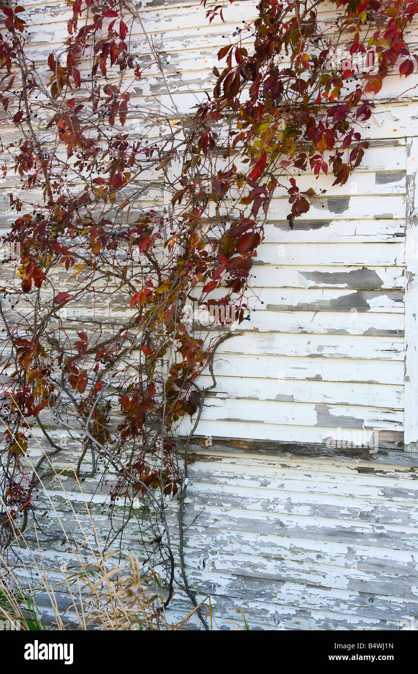 En automne vigne rouge sur un bâtiment en bois avec de la peinture blanche Banque D'Images