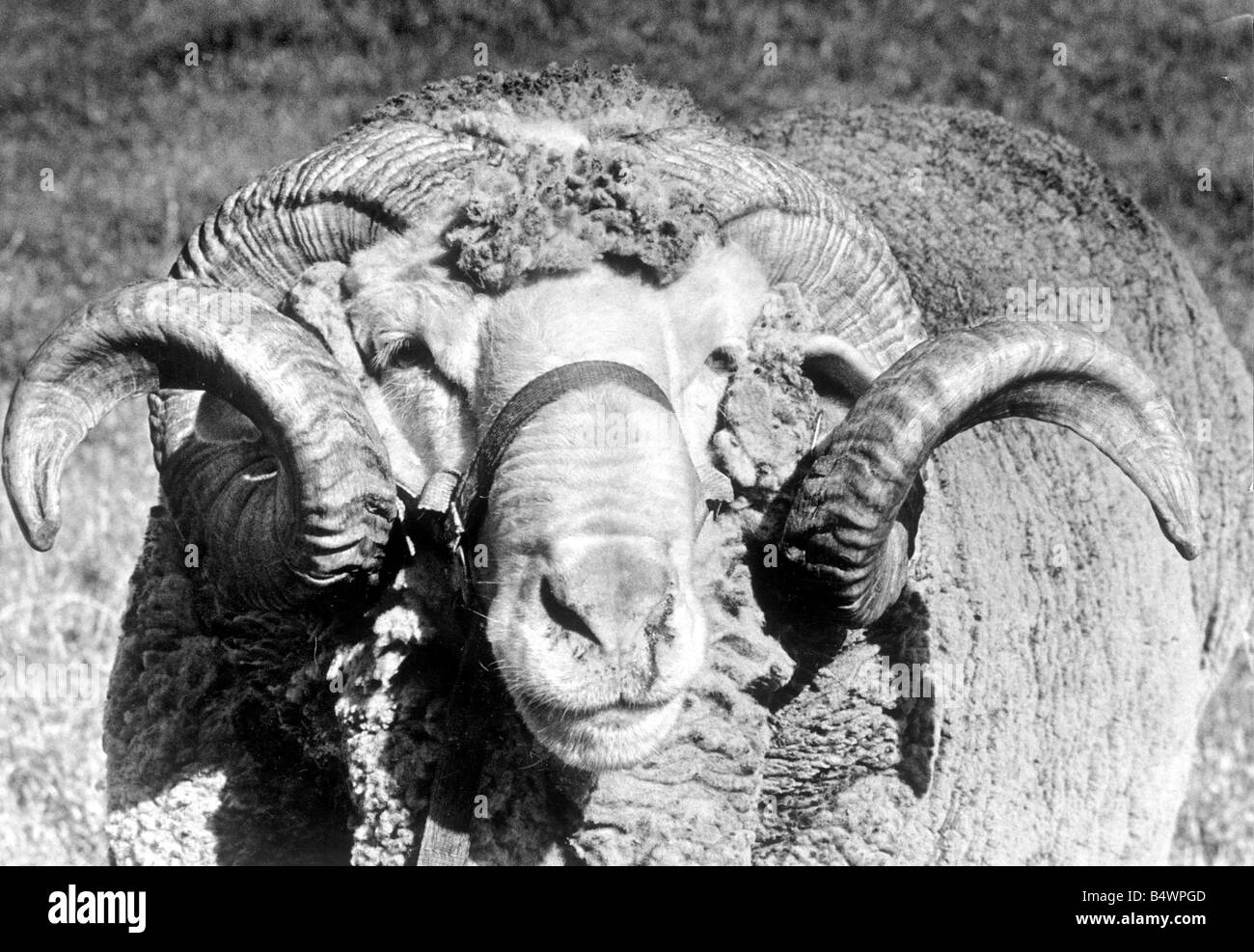 Un bélier en photo au Royal Show, Stoneleigh, Warwickshire.&# 13 ;&# 10;14 juin 1988&# 13 ;&# 10 ; Banque D'Images