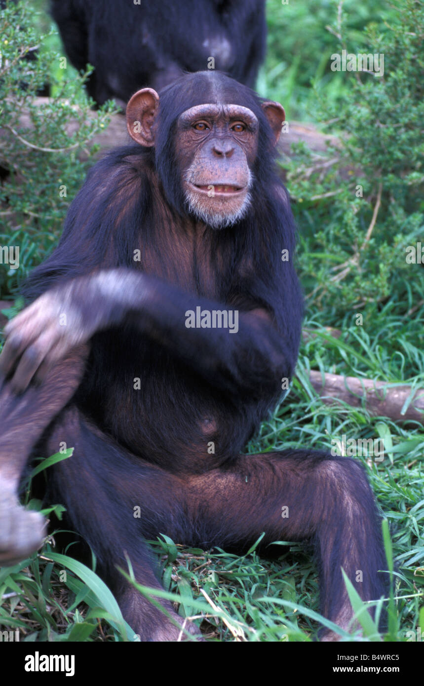 Le chimpanzé, Pan troglodytes, Afrique Banque D'Images