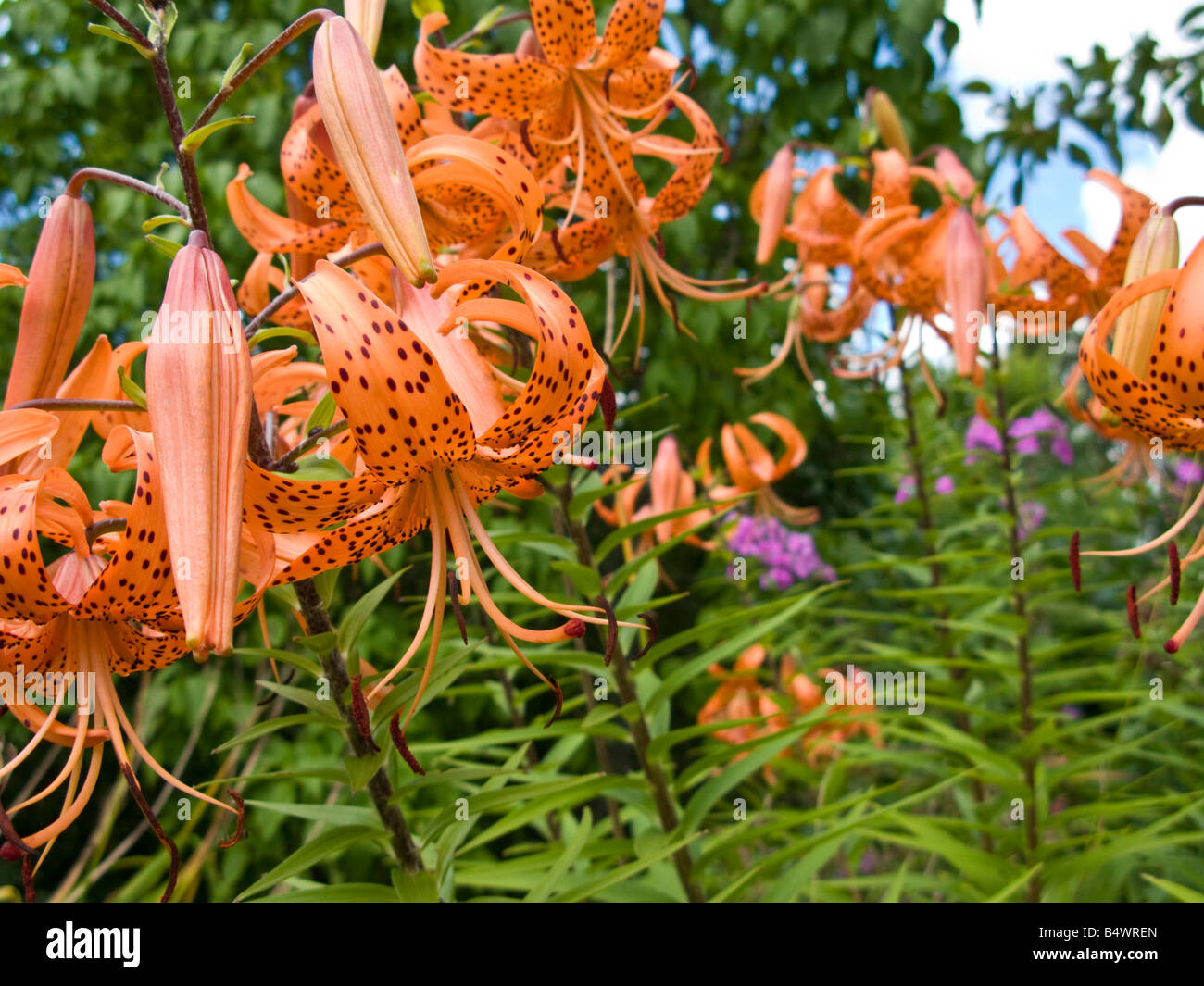 Tiger Lilies en pleine floraison Banque D'Images