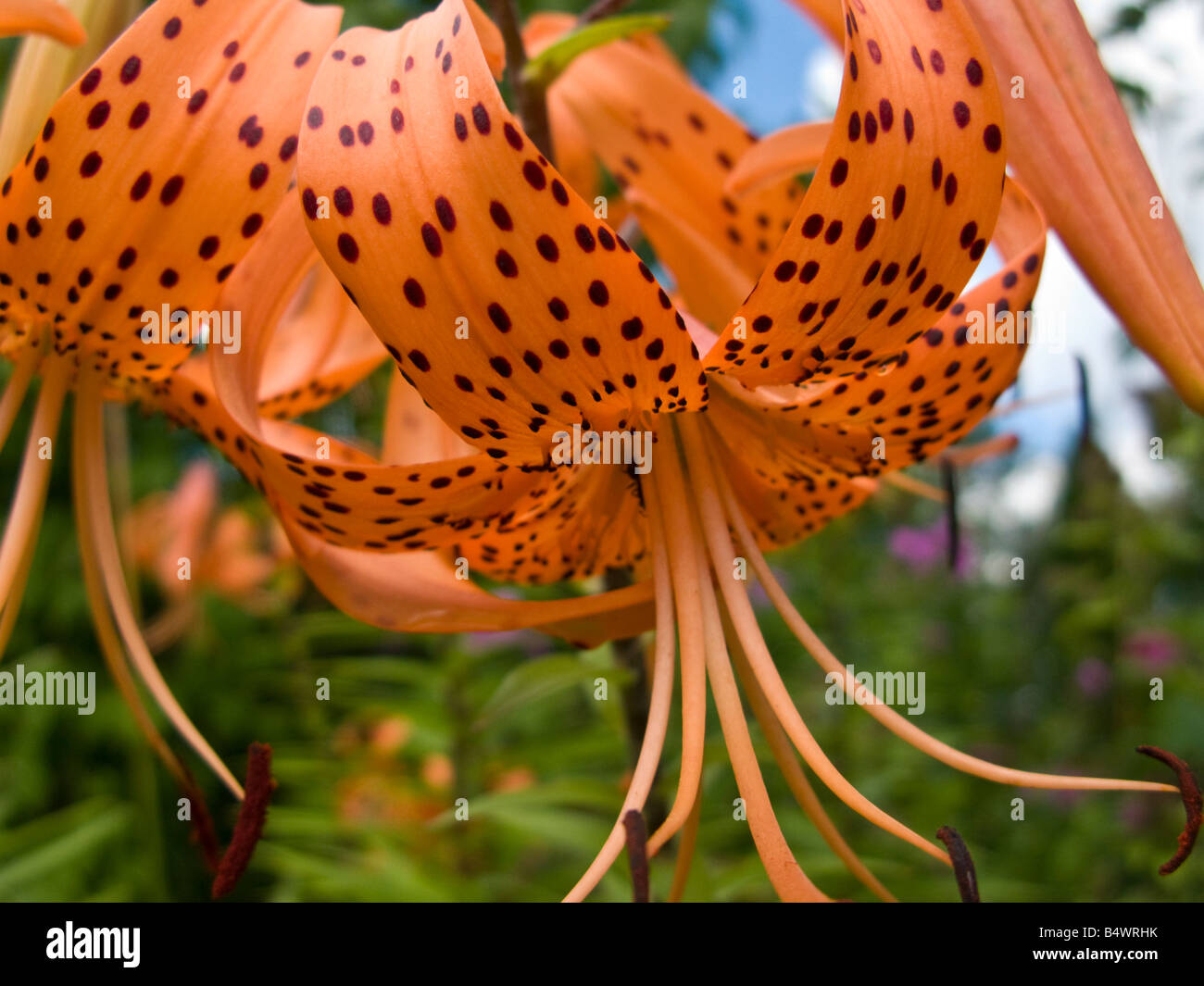 Tiger Lilies en pleine floraison Banque D'Images