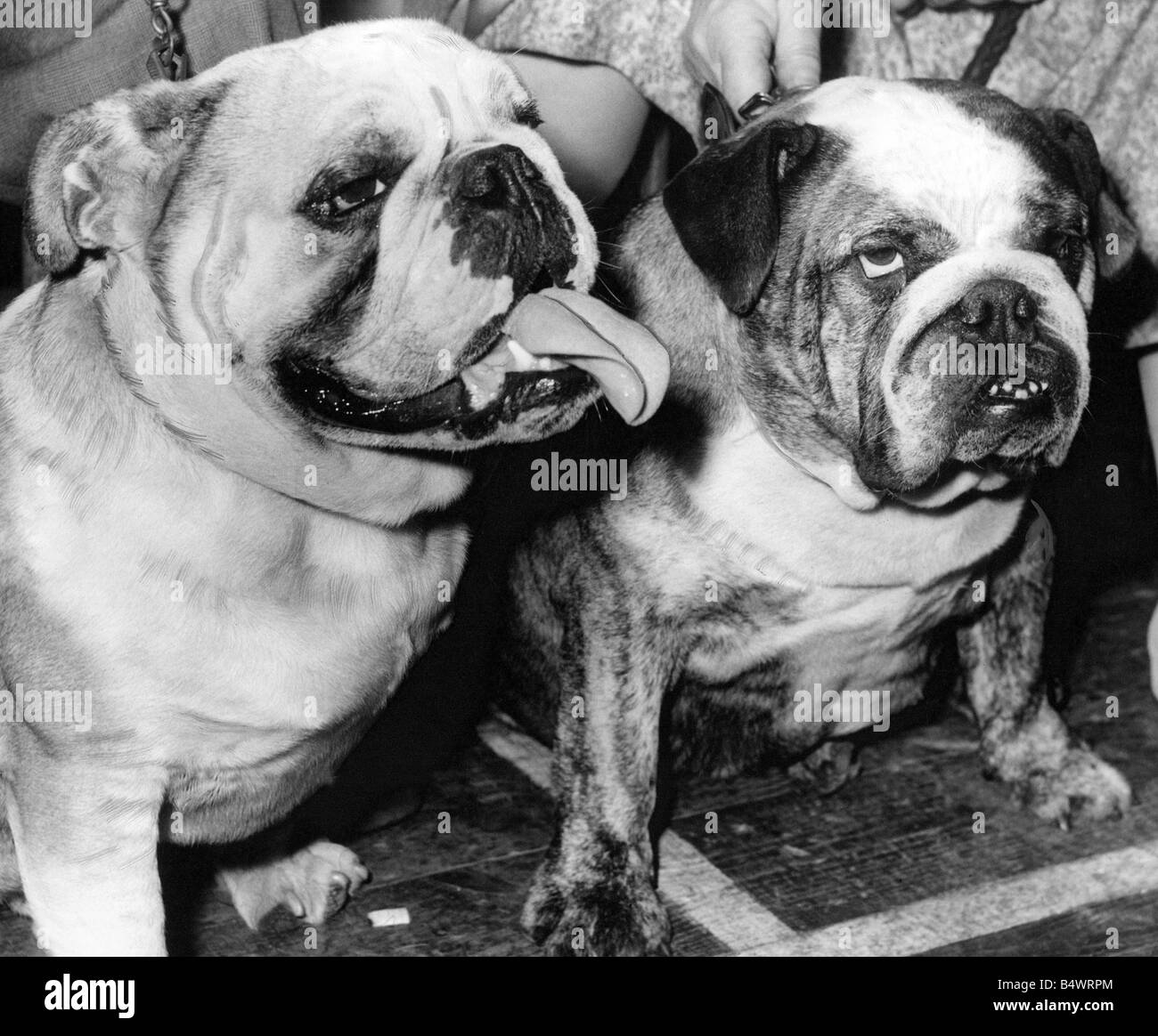 English bulldogs Banque d'images noir et blanc - Alamy
