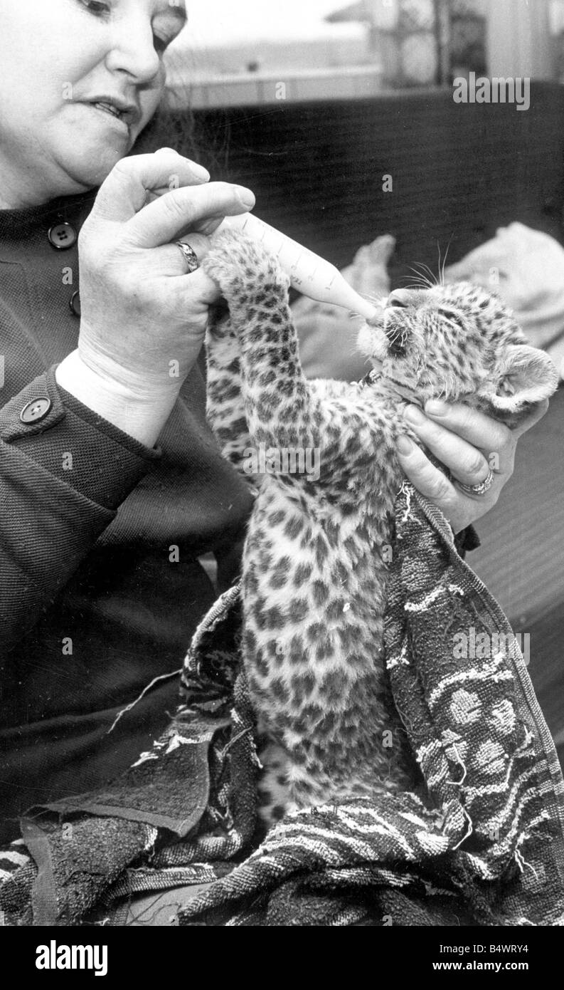 Delila le leopard cub au Zoo de Coventry et être nourri par Mme Maureen blanc.&# 13 ;&# 10;1er février 1971&# 13 ;&# 10 ;&# 13 ;&# 10 ; Banque D'Images