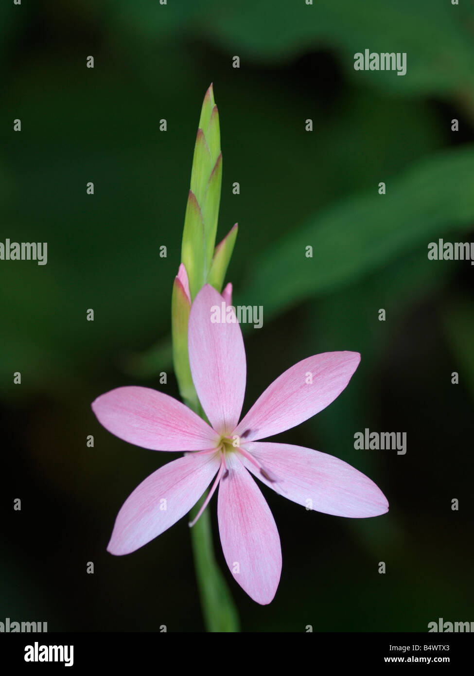 Kaffir Lily rose, Schizostylis coccinea Banque D'Images