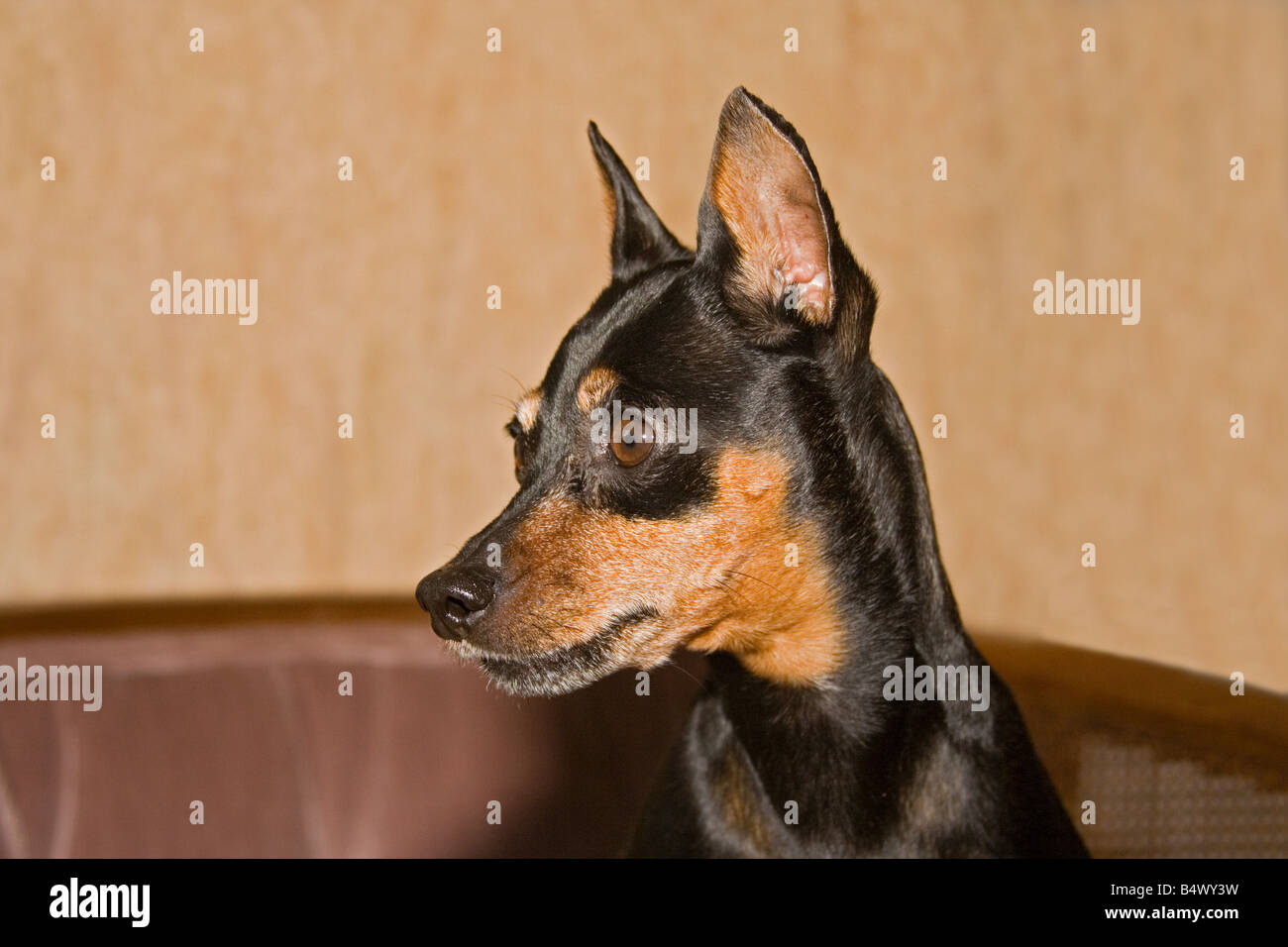 Portrait d'un pinscher nain Banque D'Images