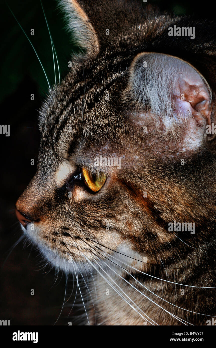 Profil d'une femme chat domestique Banque D'Images