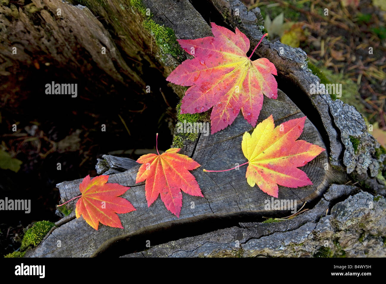 Le monde s plus parfaite belle vigne feuilles feuilles d'érable rouge et or aller au cours de l'automne changement de couleur Banque D'Images
