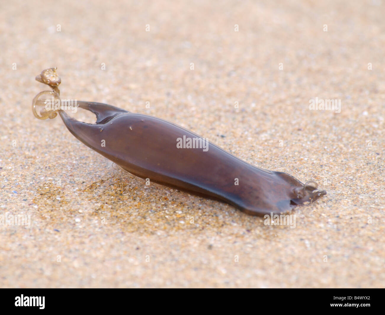 L'aiguillat commun, cas d'oeufs Scyliorhinus canicula ainsi appelé un sac de sirènes échoués sur la plage Banque D'Images