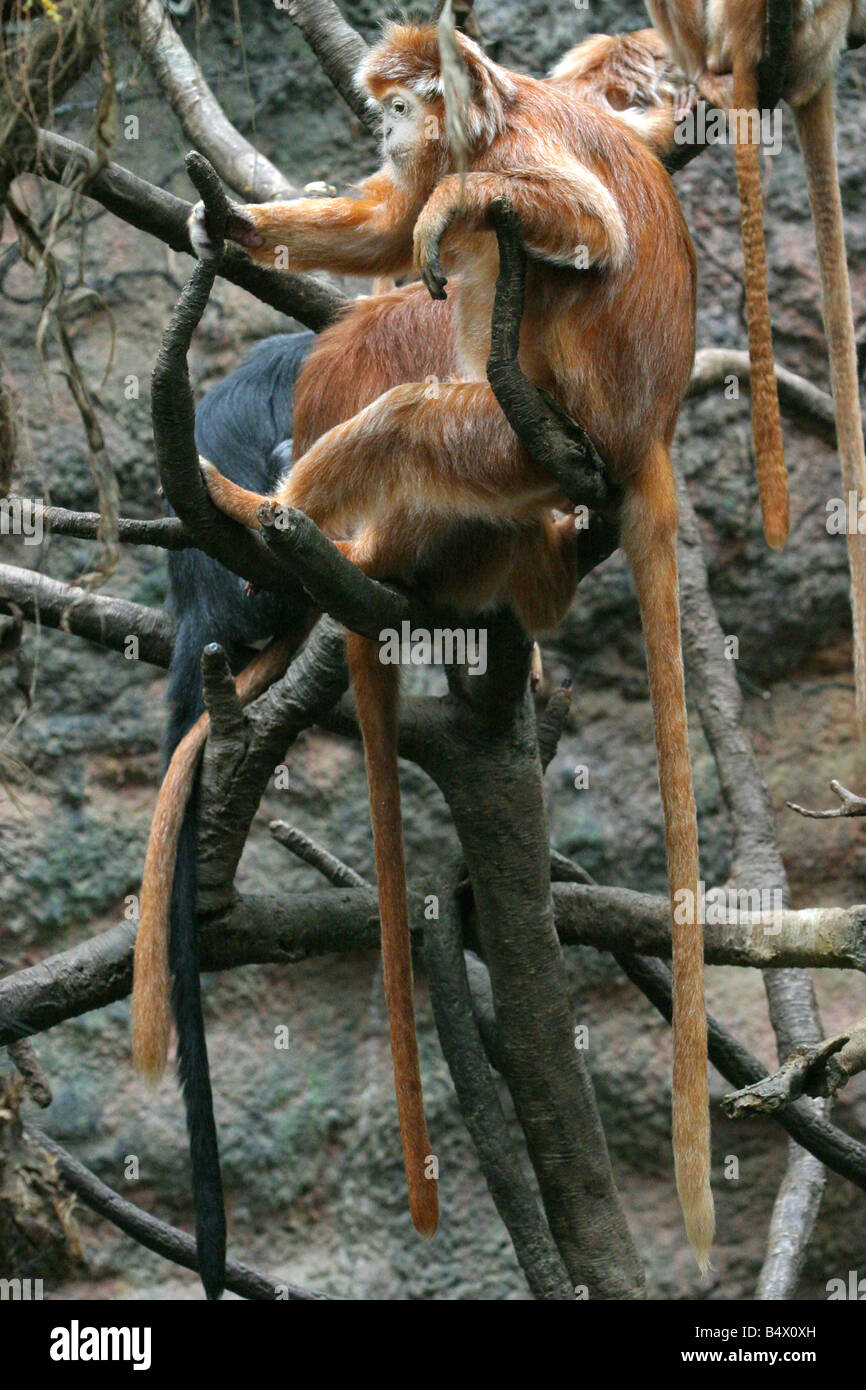 Ebony Langur Banque D'Images