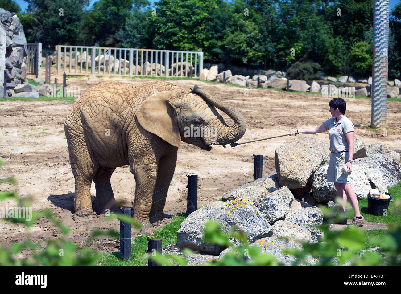 Un gestionnaire de la formation d'un jeune à l'éléphant du Zoo de Colchester Banque D'Images