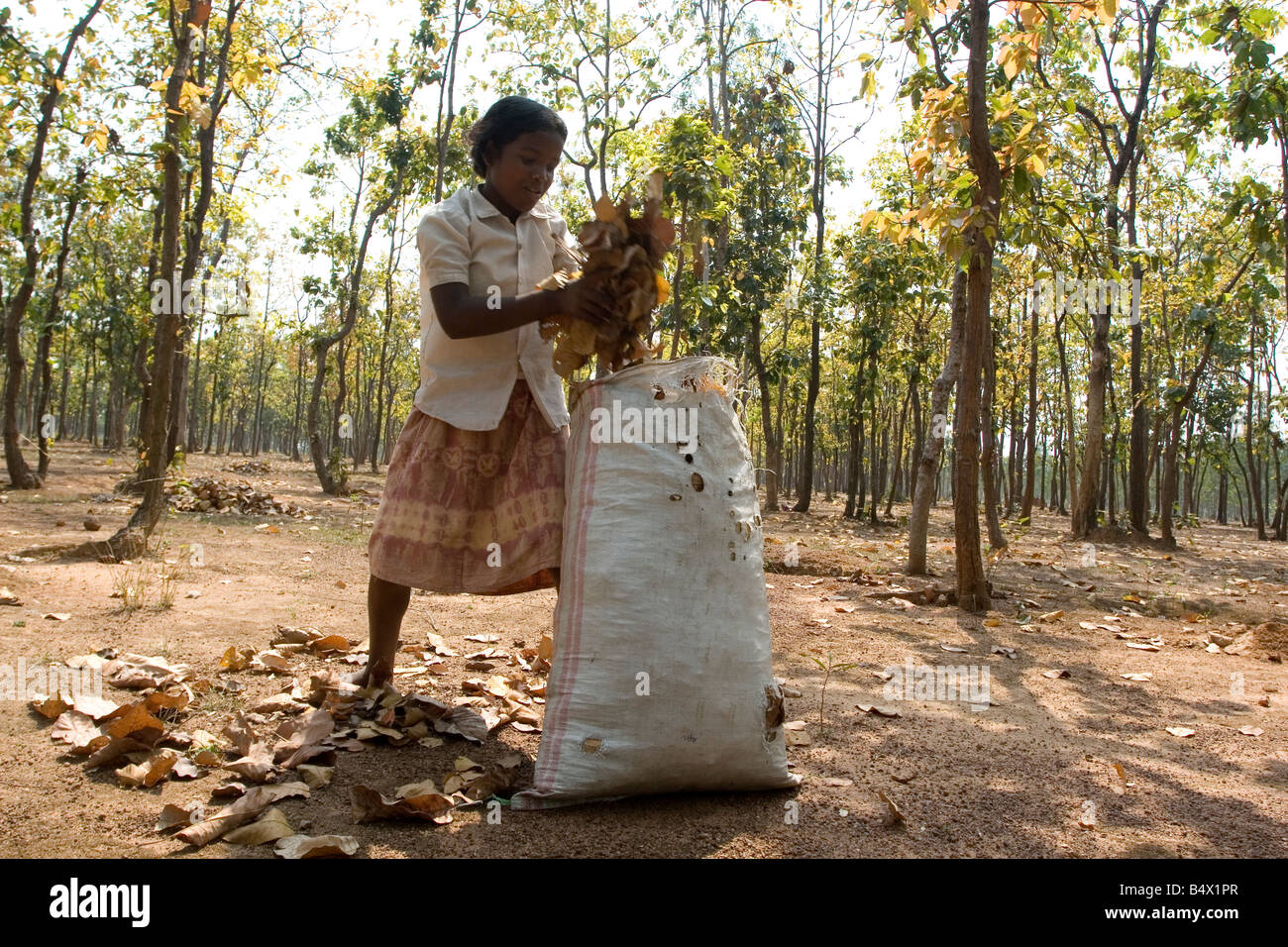 Une fille recueille des feuilles sèches pour être utilisé comme combustible pour la cuisson. Prise à un village éloigné de Birbhum, Bengale occidental, Inde Banque D'Images