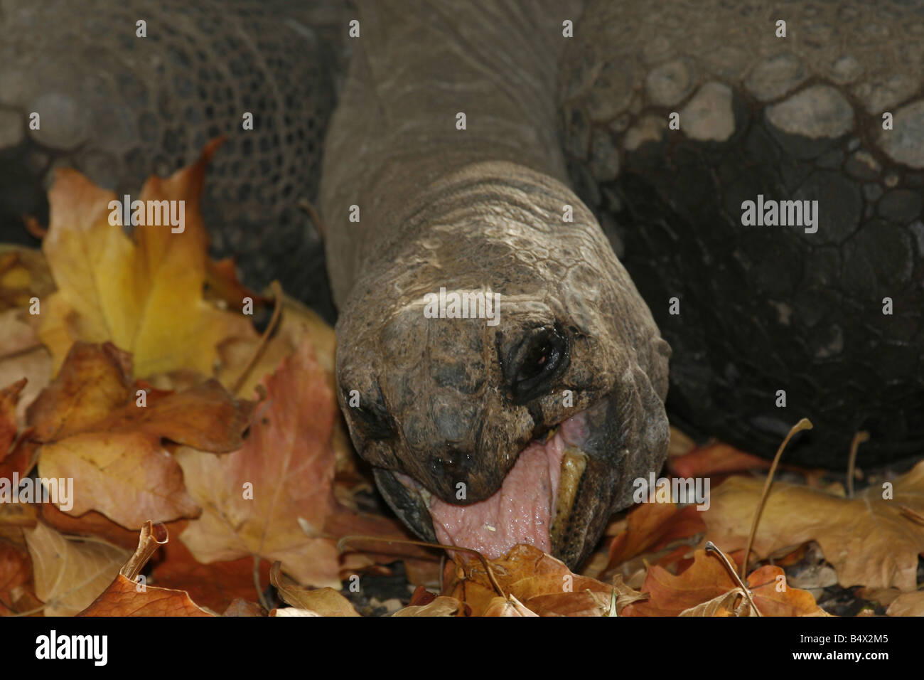 Gros plan d'une faim galapagos tortue de manger des feuilles d'automne Banque D'Images