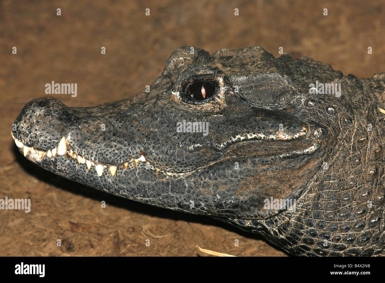 Un close up head shot of a smiling crocidile Banque D'Images