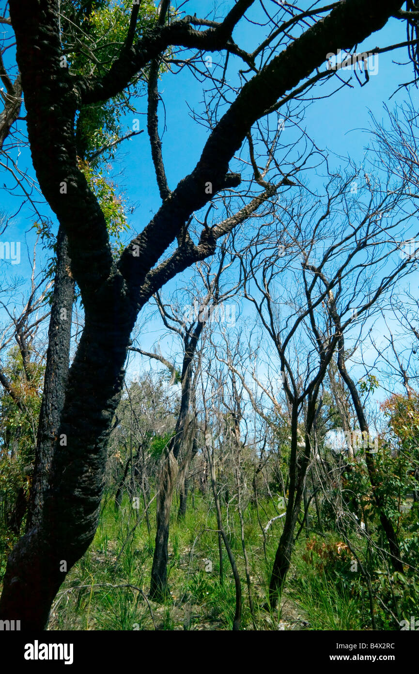 Feux de forêt dans la région de KU RING GAI CHASE NATIONAL PARK NEW SOUTH WALES AUSTRALIE Banque D'Images