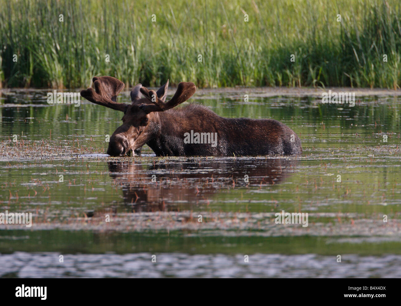 Bull moose Alces alces dans l'alimentation de l'île Flottante Lake Yellowstone Park en Juillet Banque D'Images