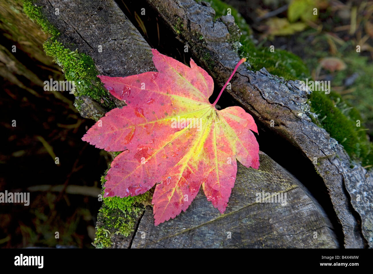 Le monde s plus parfaite belle vigne feuilles feuilles d'érable rouge et or aller au cours de l'automne changement de couleur Banque D'Images