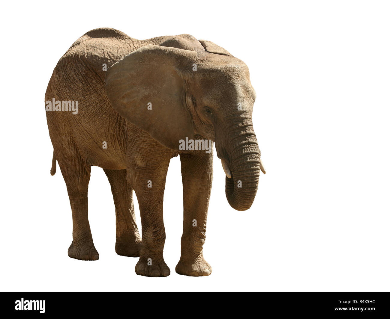 Elephant isolated Banque D'Images