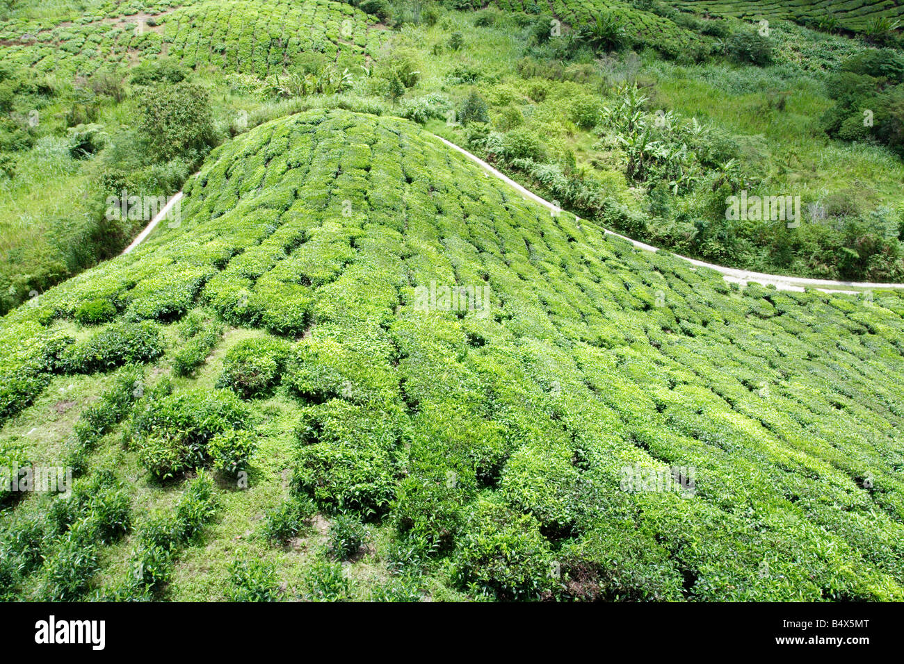 La plantation de thé sur le coteau de Cameron Highland en Malaisie. Banque D'Images