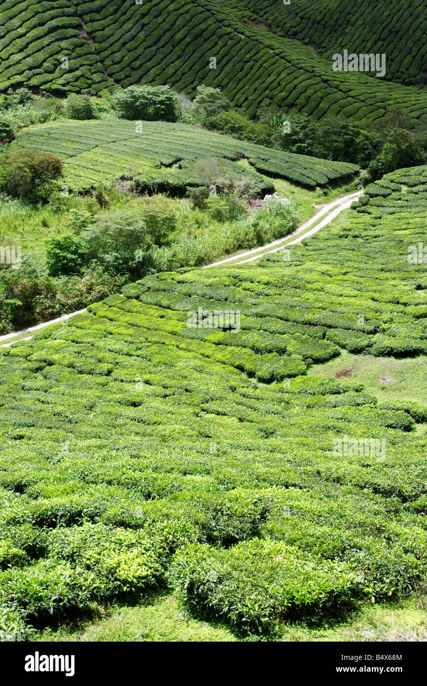 La plantation de thé sur le coteau de Cameron Highland en Malaisie. Banque D'Images
