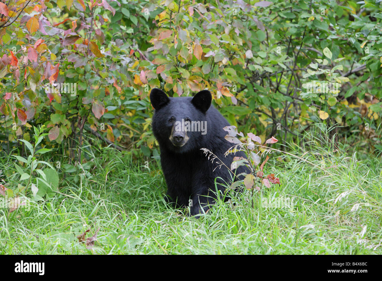 Ours noir Ursus americanus cub à partir de l'automne dans les buissons d'aspen Banque D'Images