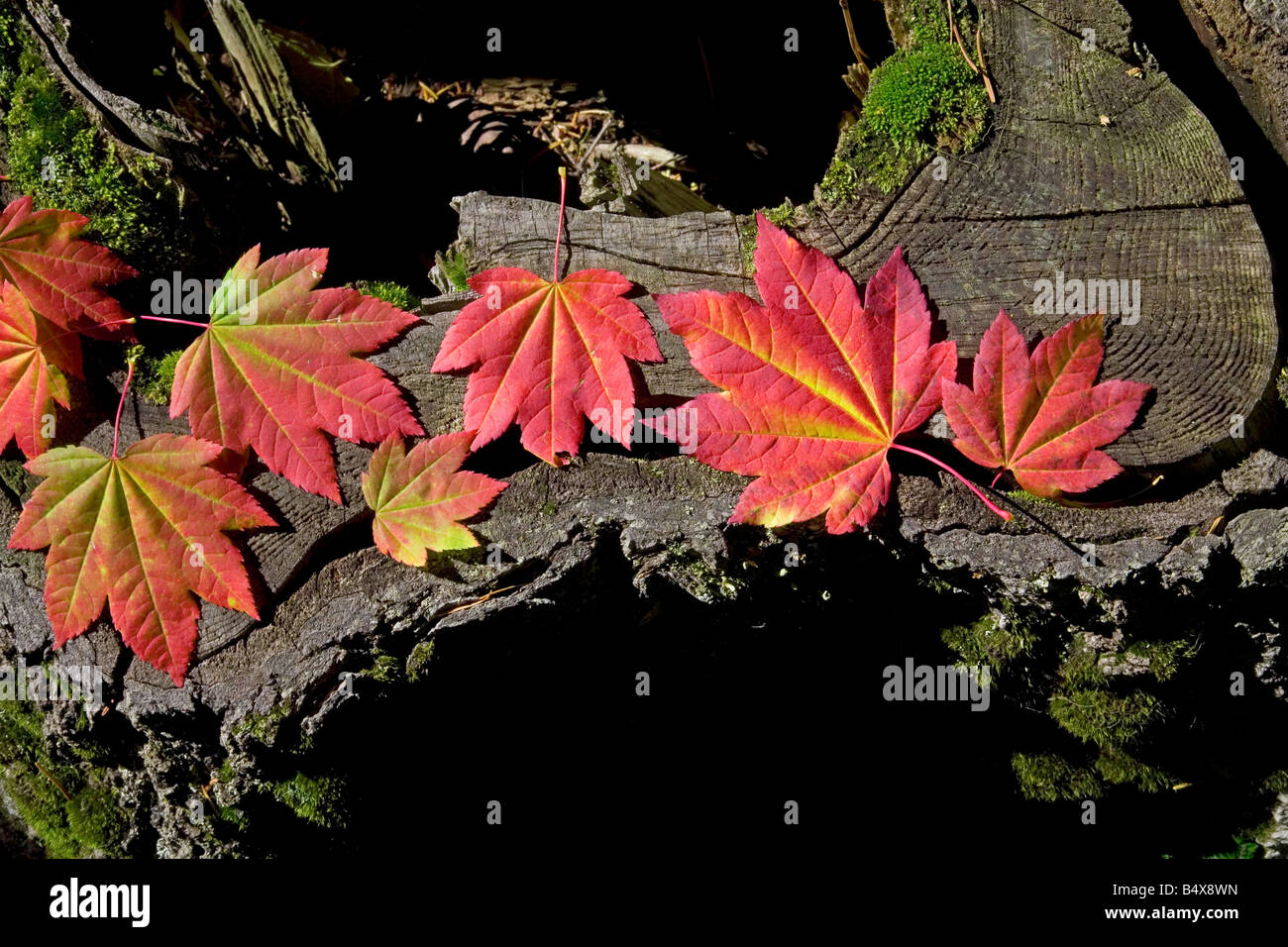 Le monde s plus parfaite belle vigne feuilles feuilles d'érable rouge et or aller au cours de l'automne changement de couleur Banque D'Images