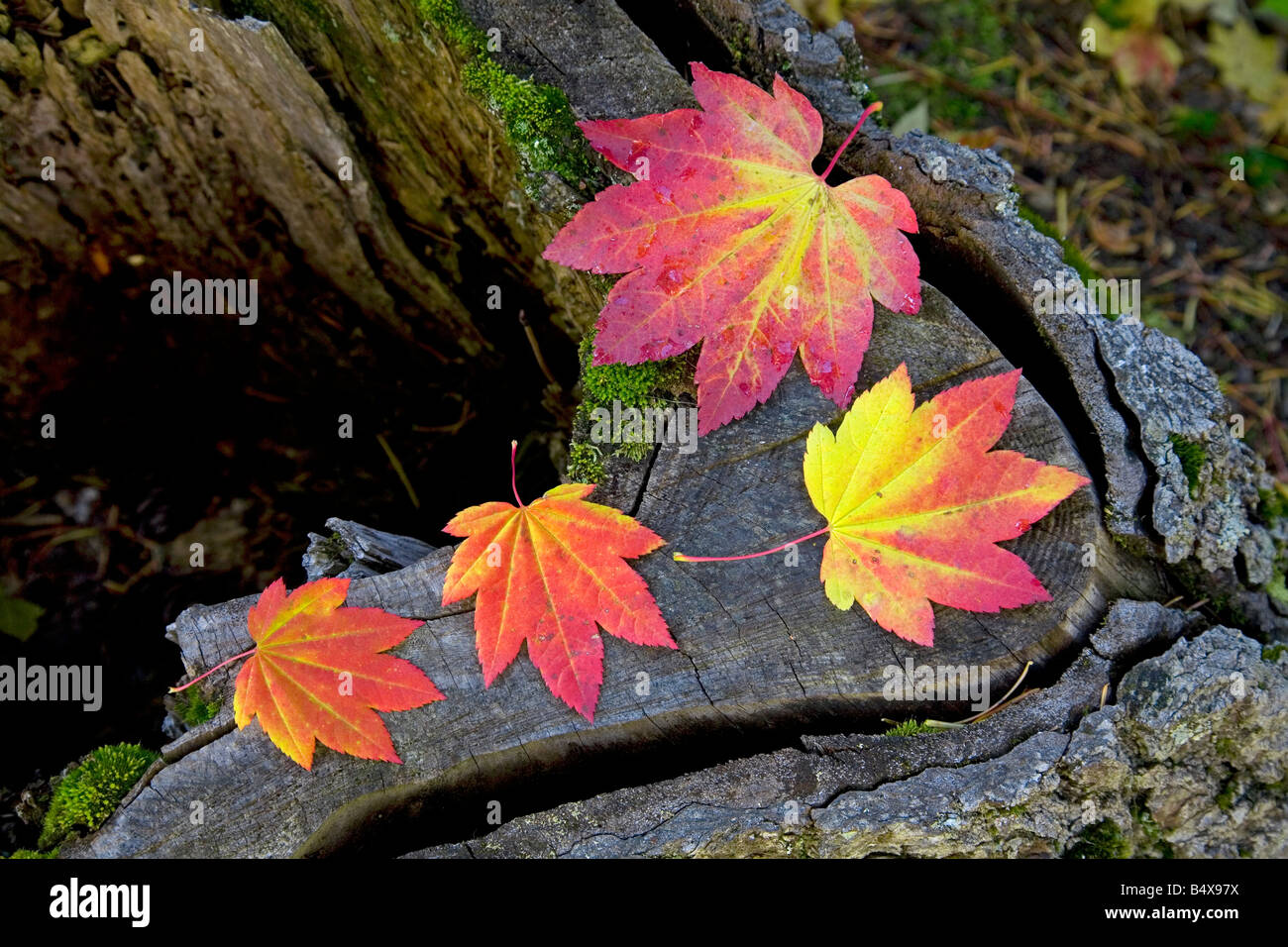 Le monde s plus parfaite belle vigne feuilles feuilles d'érable rouge et or aller au cours de l'automne changement de couleur Banque D'Images
