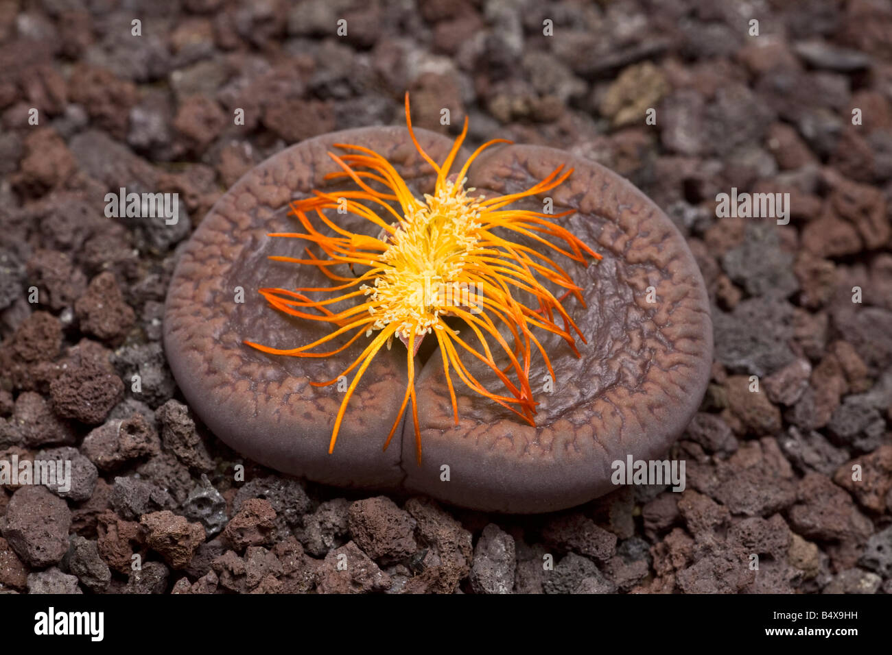 Une pierre de floraison (Lithops aucampiae) dans sa floraison tardive. Plante caillou (Lithops aucampiae) en fleur (fin de) Soutien-gorge. Banque D'Images