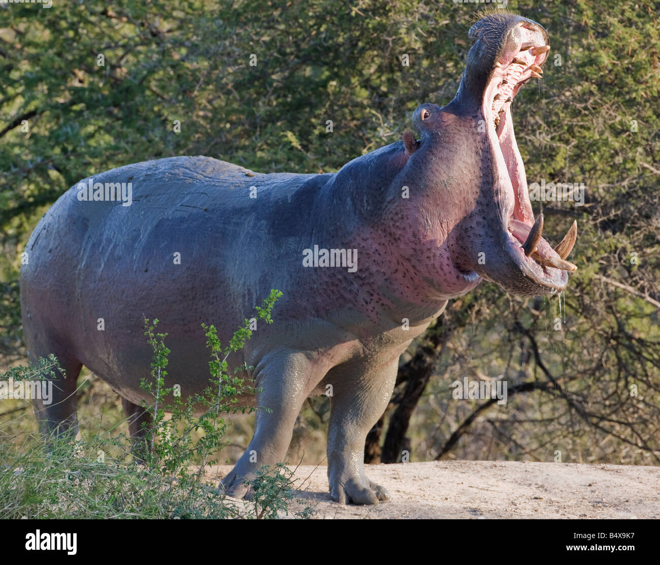 Le bâillement d'hippopotame Banque D'Images