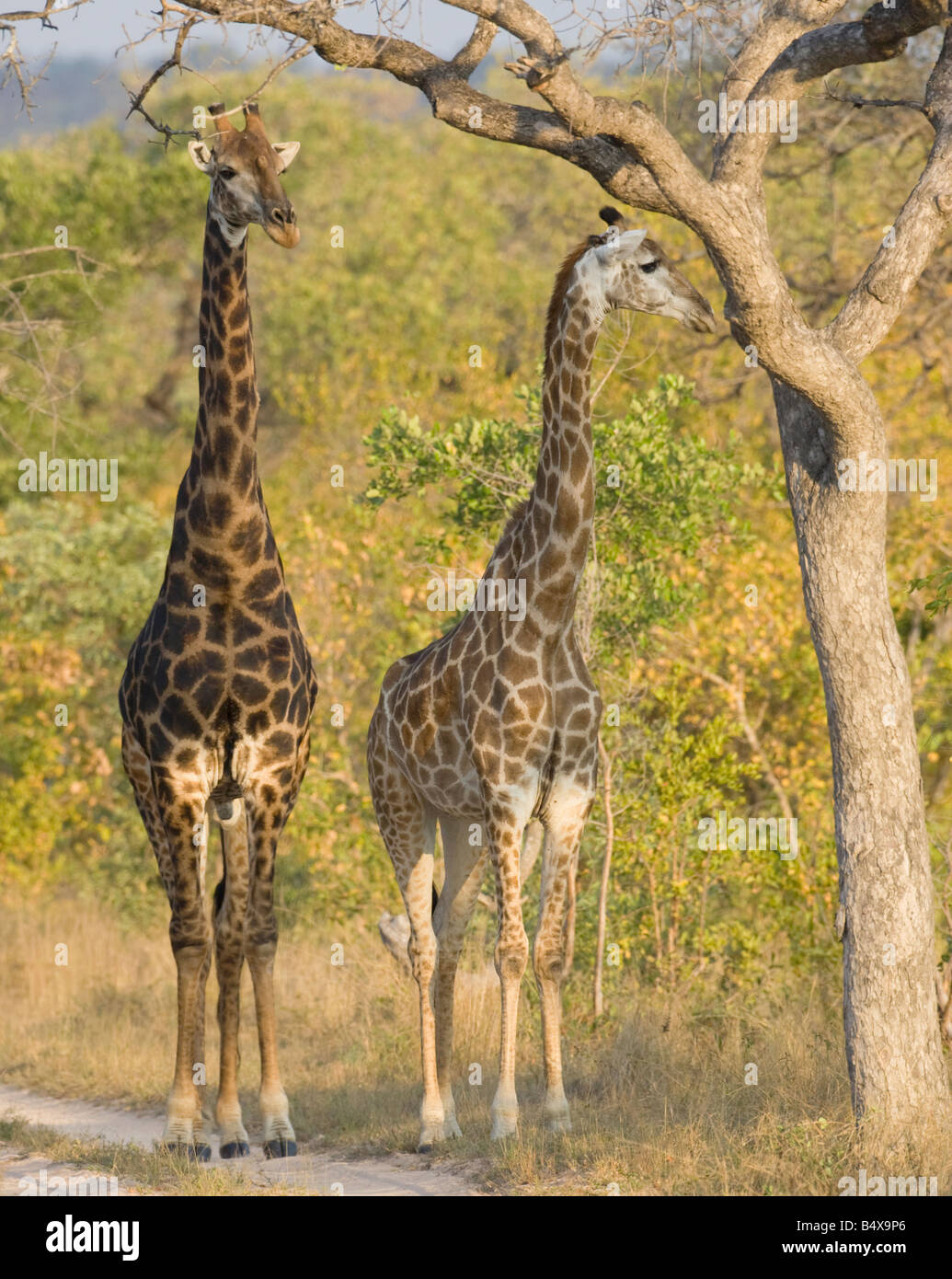 Les Girafes en vertu de l'article arbre Banque D'Images