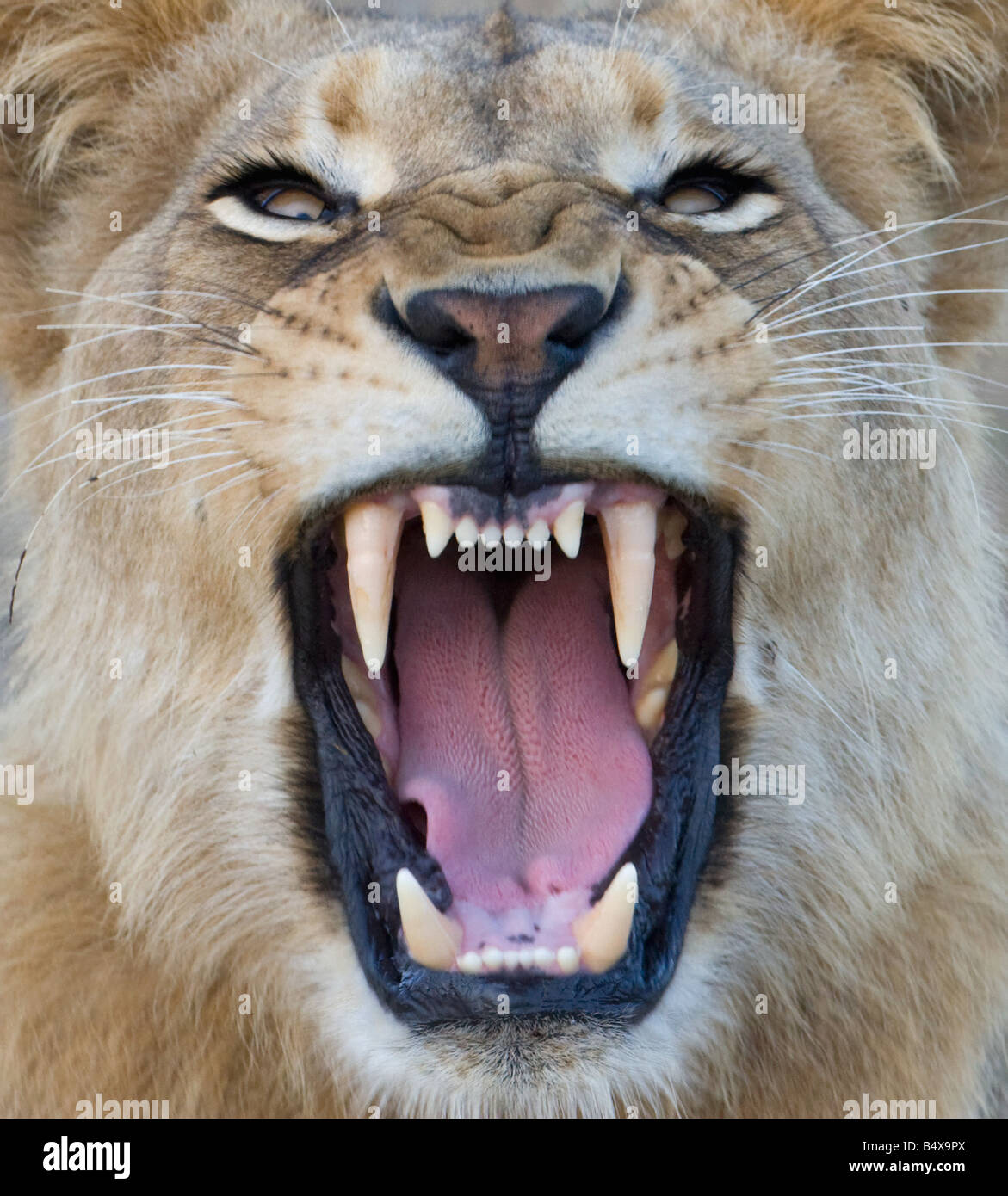Close up of lion grogne Banque D'Images