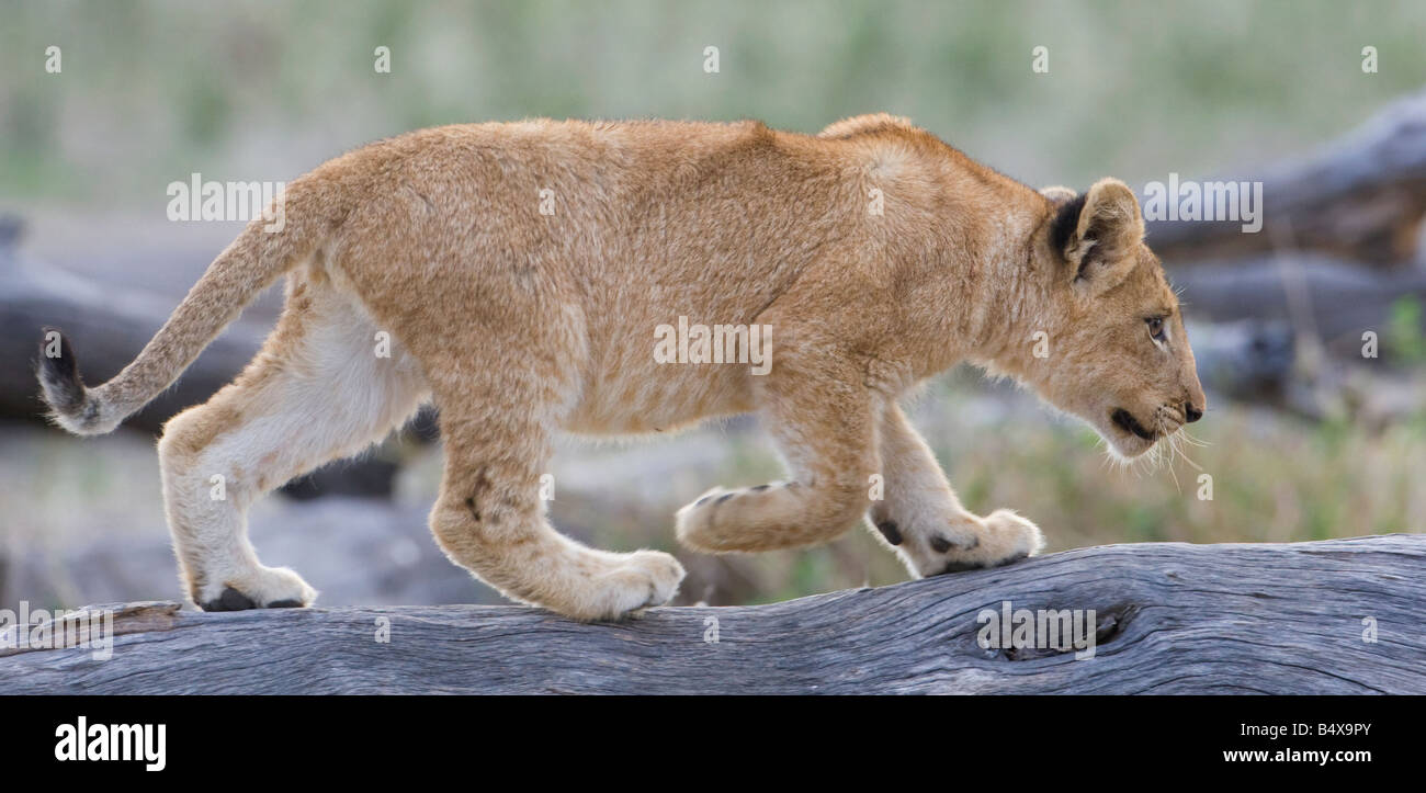 Lion cub walking on log Banque D'Images