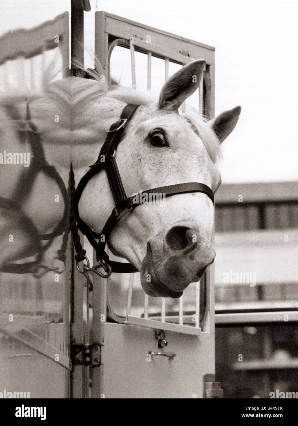 Racehorse Orchid désert Décembre 1992 coller sa tête hors de sa zone de déplacement sur route pour visiter Waterstones Book Shop dans Banque D'Images Racehorse Orchid désert Décembre 1992 coller sa tête hors de sa zone de déplacement sur route pour visiter Waterstones Book Shop dans Banque D'Images