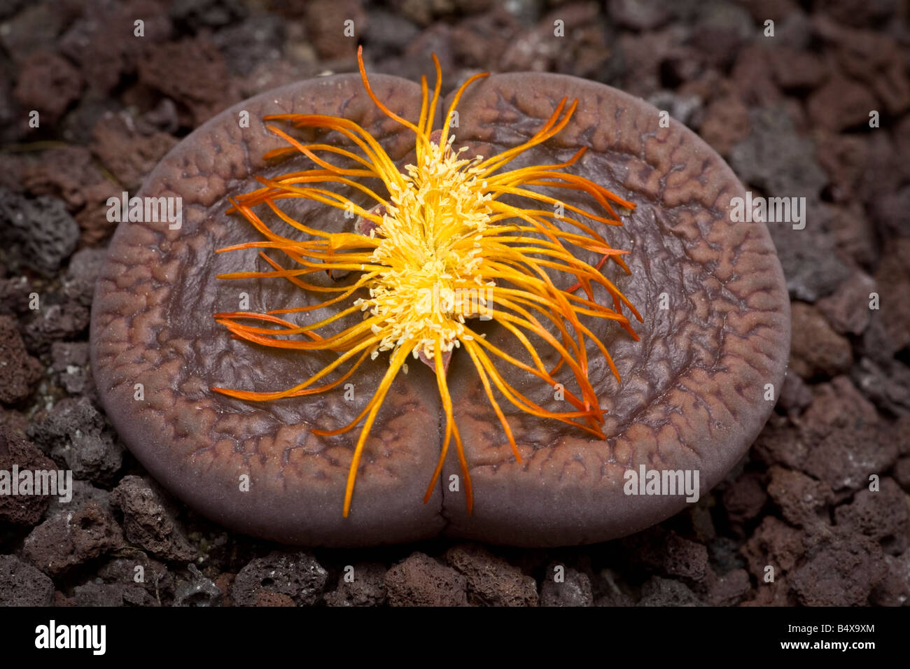 Une pierre de floraison (Lithops aucampiae) dans sa floraison tardive. Plante caillou (Lithops aucampiae) en fleur (fin de) Soutien-gorge. Banque D'Images