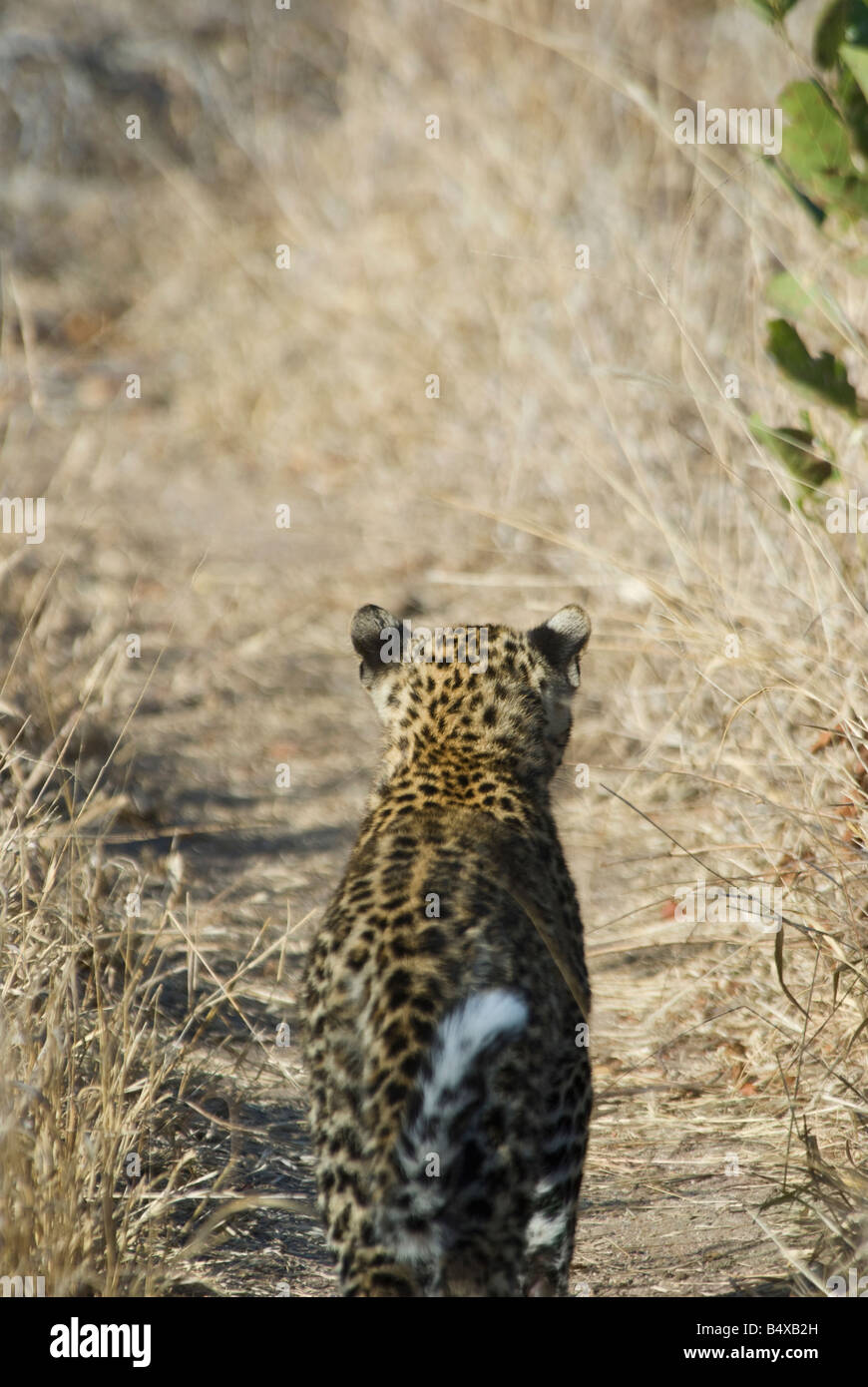 Leopard walking in chemin herbeux Banque D'Images