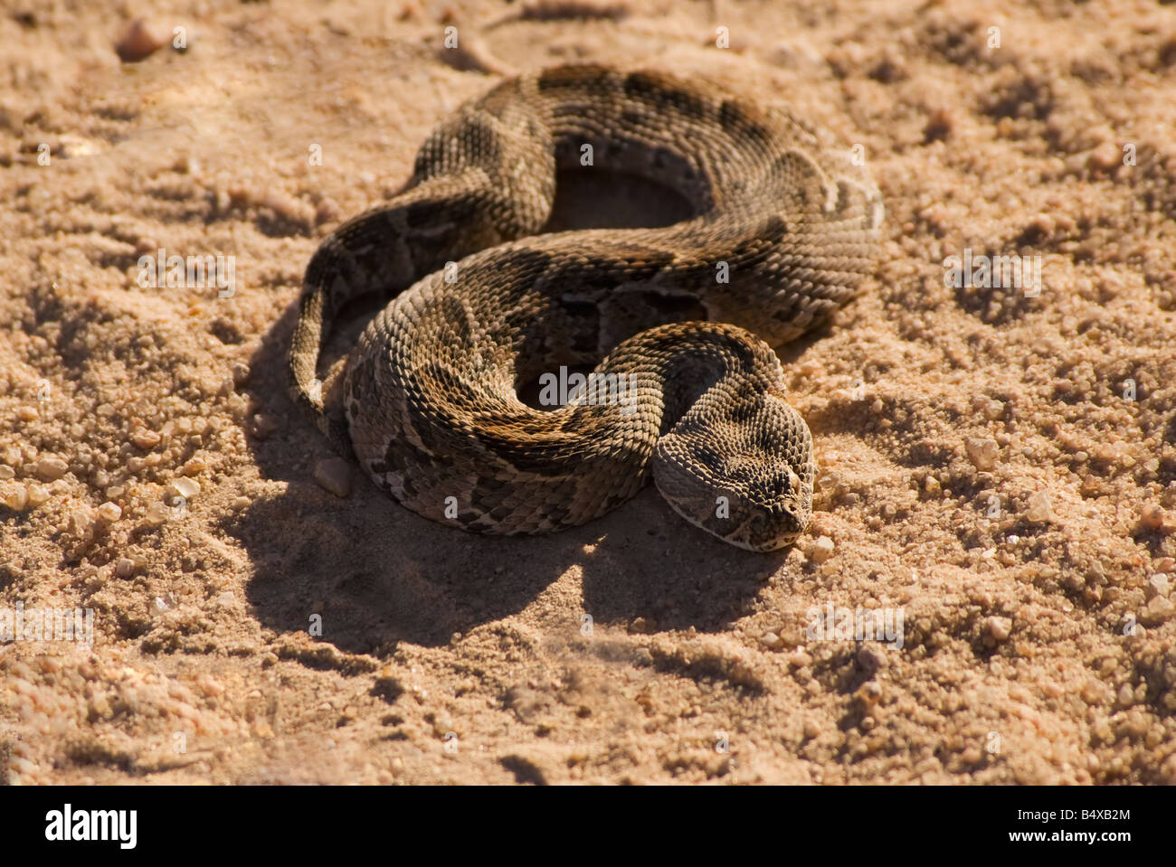 Portrait de serpent enroulé dans du sable Banque D'Images