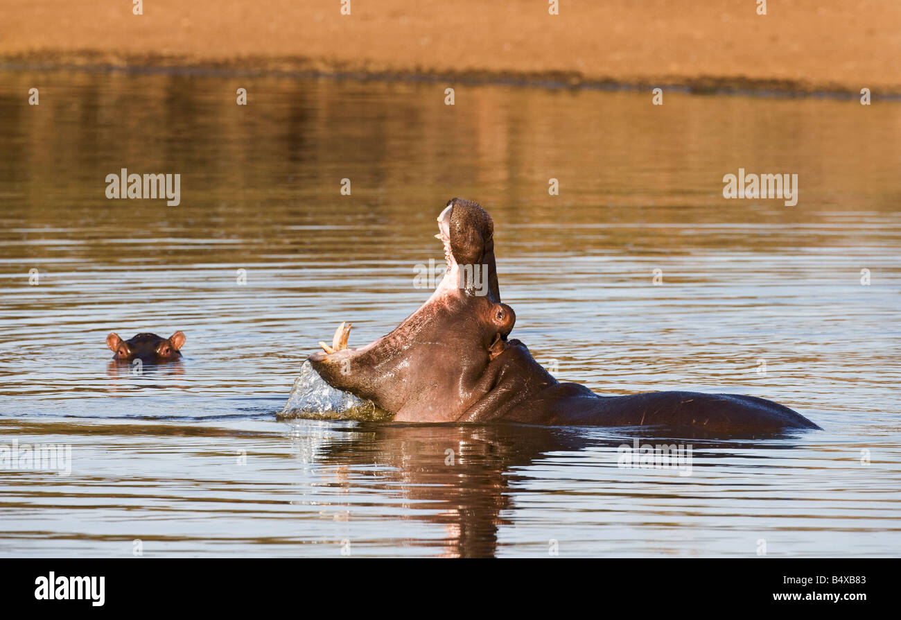 Le bâillement d'hippopotame dans l'eau Banque D'Images