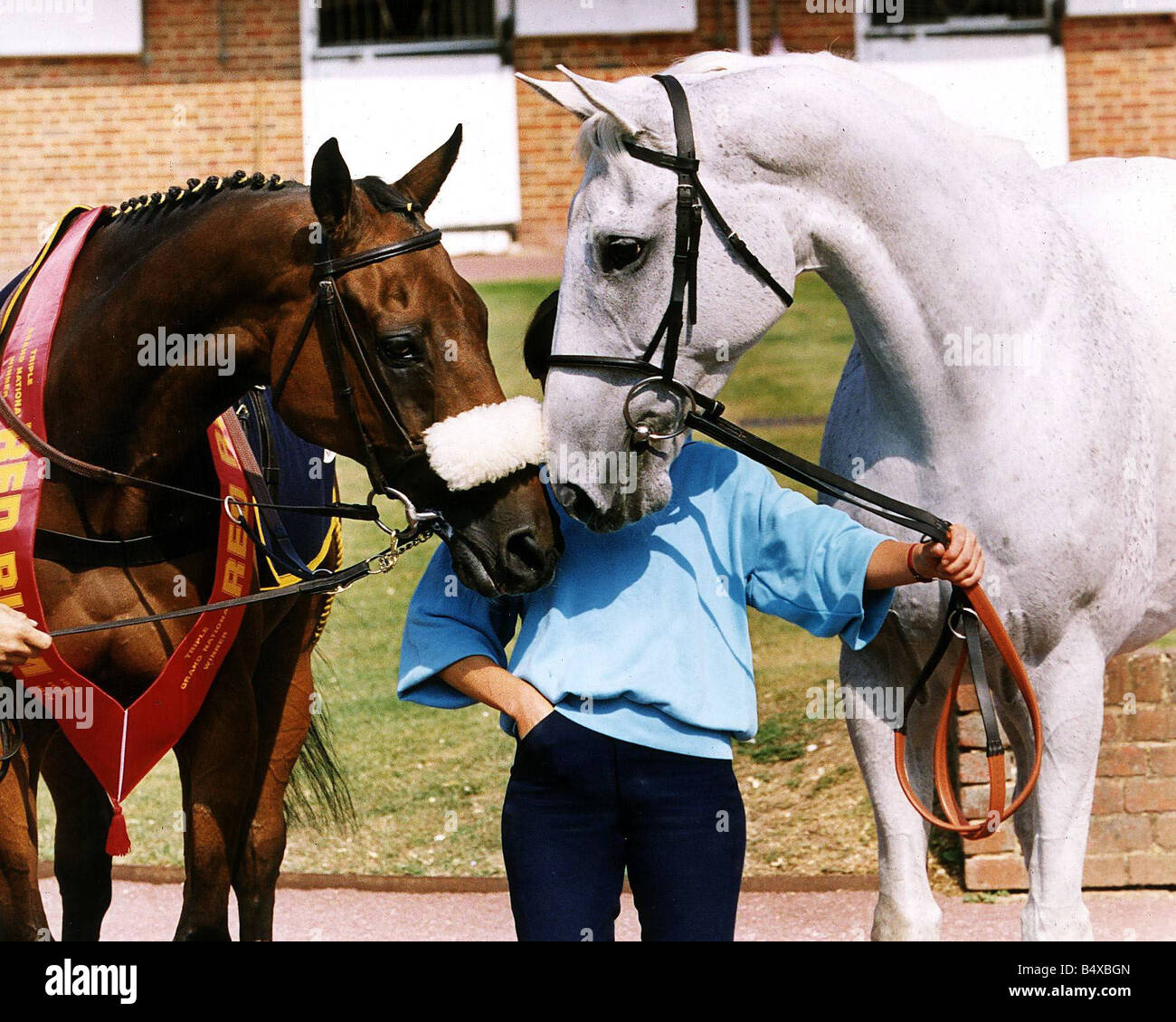Red Rum désert et Orchid nez à nez 4 Décembre 1995 04 12 1995 Banque D'Images Red Rum désert et Orchid nez à nez 4 Décembre 1995 04 12 1995 Banque D'Images