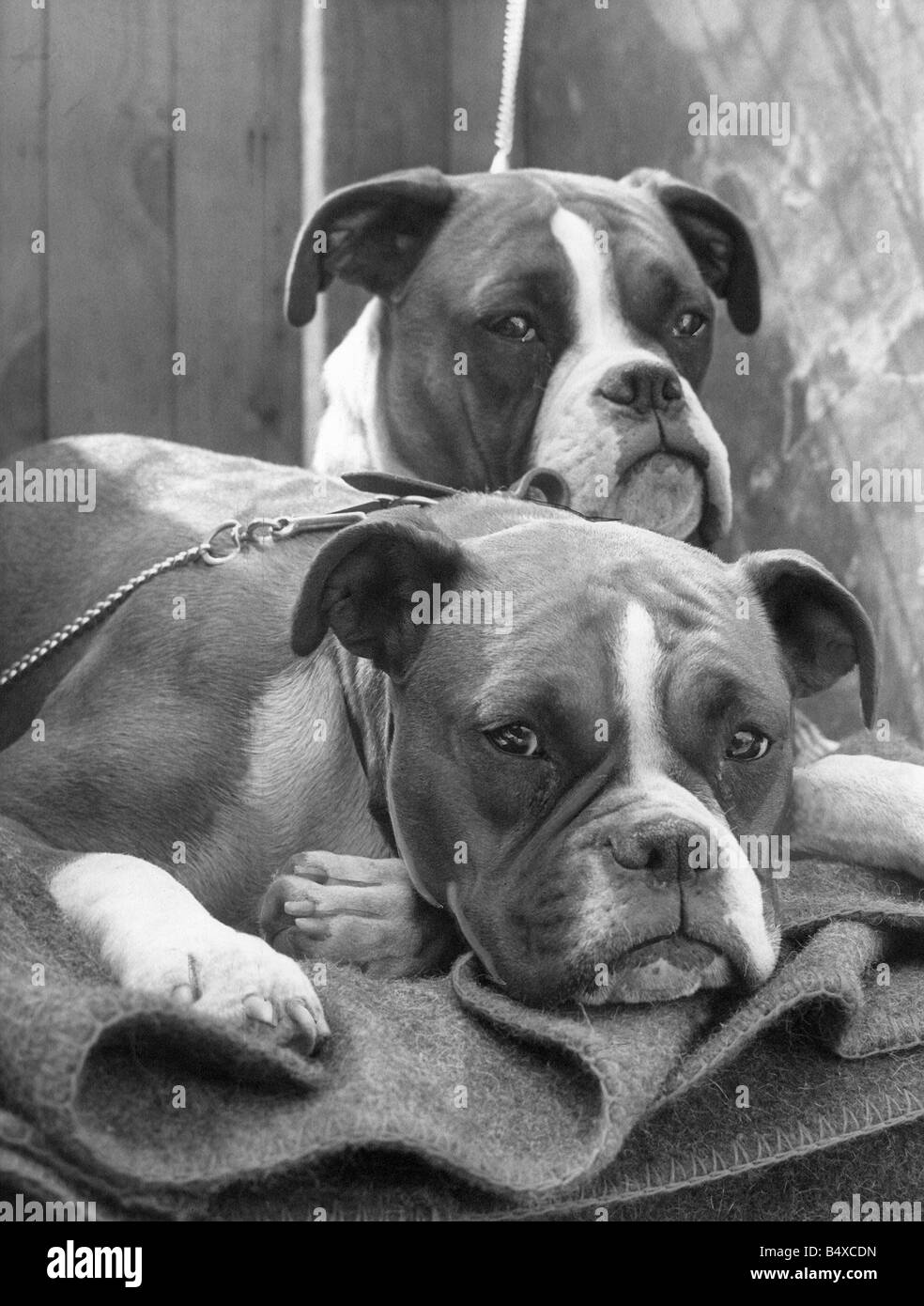 Deux chiens Boxer à la triste Banque D'Images