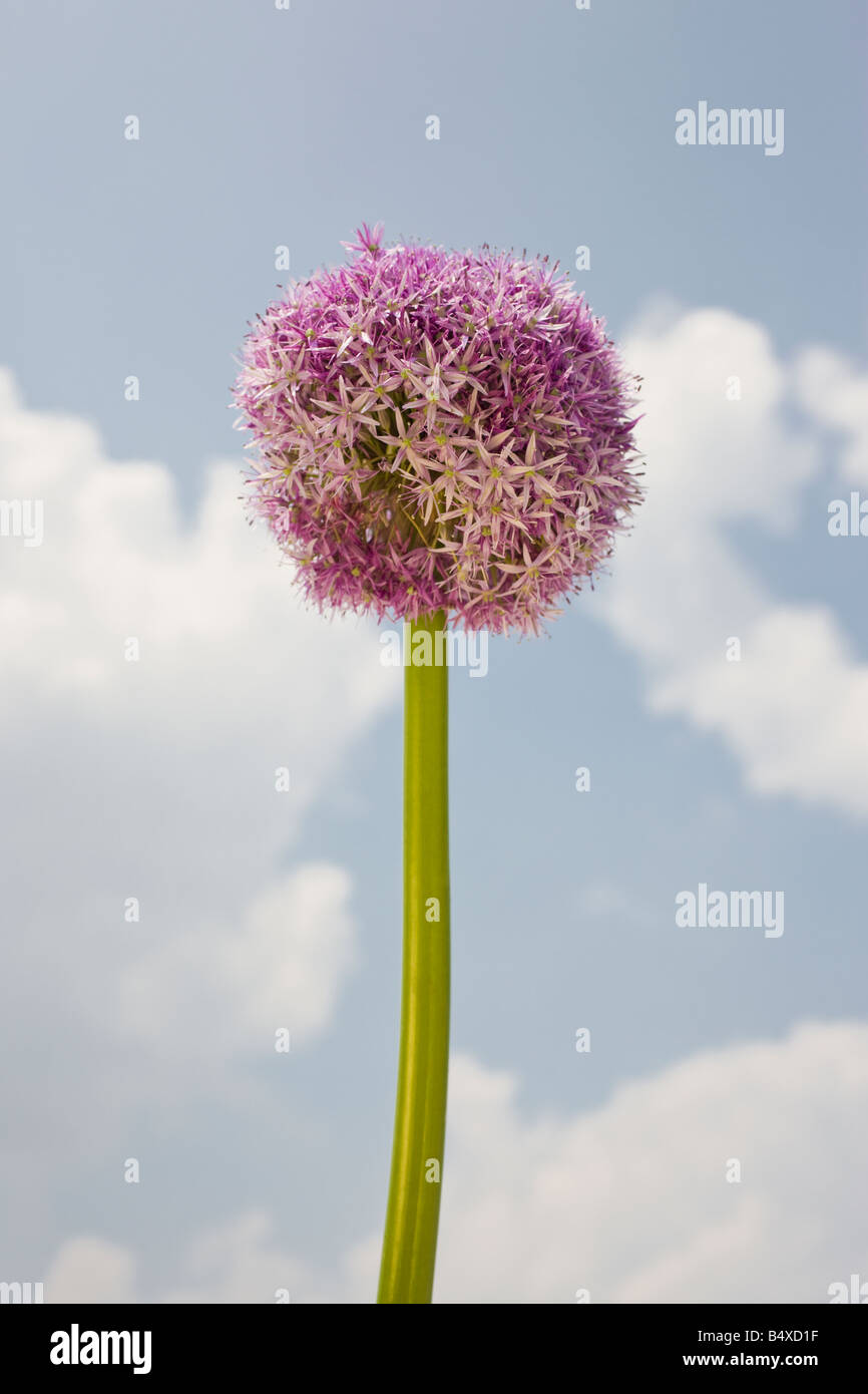 Close up de fleur ronde contre le ciel Banque D'Images
